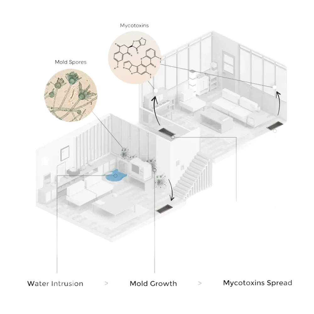 Isometric house diagram showing water intrusion leading to mold growth and mycotoxin spread